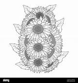 sunflower Vector Design With blooming Petal Adult coloring book Page  sketch template