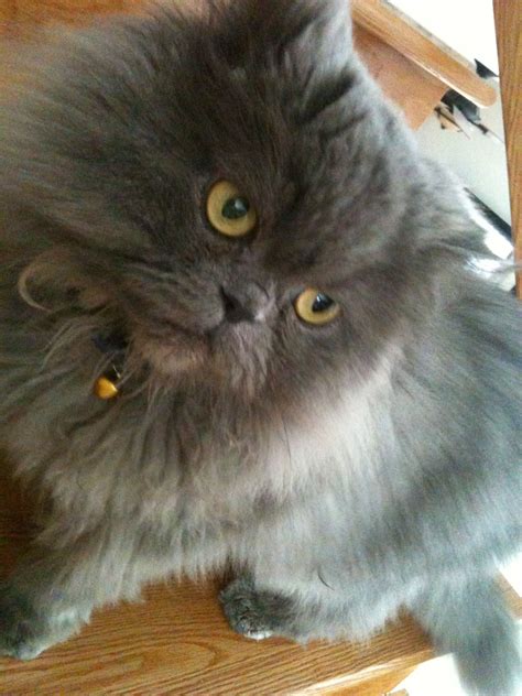 Blue Persian Cat Photos - Pets Lovers