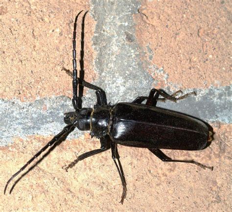 Arizona: Beetles, Bugs, Birds and more: Yeah! A Thunderstorm in June