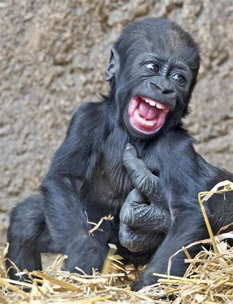 He's just monkeying around! Four-month-old Jengo the gorilla simply can ...