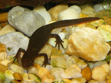 The Online Zoo - Japanese Fire-bellied Newt