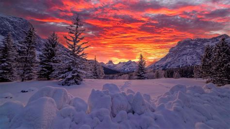 Alberta Canadian Fir Tree And Mountain With Snow During Sunset 4K HD ...