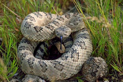 Great Basin Rattlesnake (Crotalus oreganus lutosus) | Rattlesnake ...