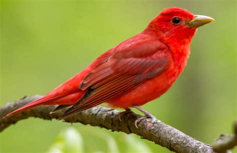 Meet the rosy-red male Summer Tanager, the only fully red bird in North ...