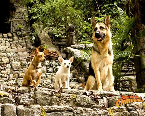 Chloe,Papi and Delgado - Beverly Hills Chihuahua movie Wallpaper ...