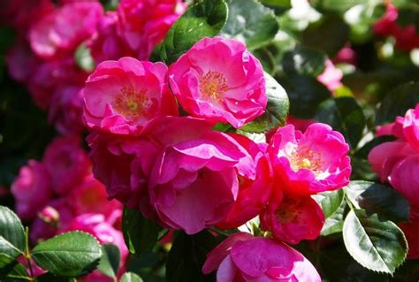 15 Best Varieties of Shrub Roses - Best Landscape Ideas