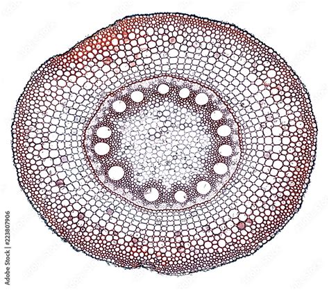 root - cross section cut under the microscope – microscopic view of plant cells for botanic ...