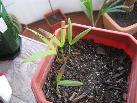 Cyrtostachys Renda & Areca Vestiaria Maroon from seed - PALMS IN POTS ...