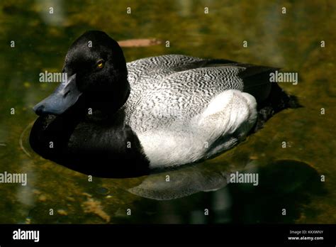 Greater scaup duck male Stock Photo - Alamy