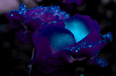 purple and blue roses | Dominique Myers | Flickr