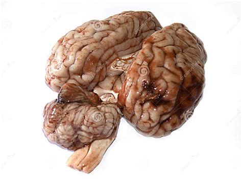 Brain stock image. Image of biology, experiment, animal - 8554749