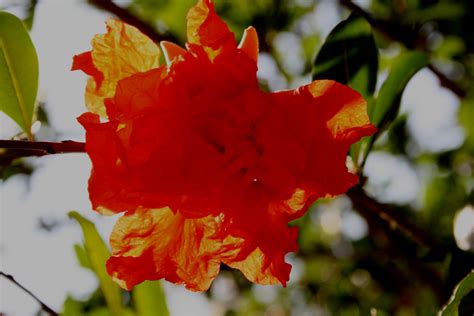 Pomegranate Flower Free Stock Photo - Public Domain Pictures