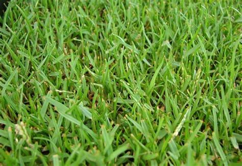 How To Care For Zoysia Grass, Maintaining & Growing Tips