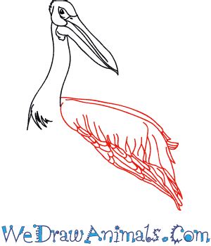 How to Draw a Realistic Pelican