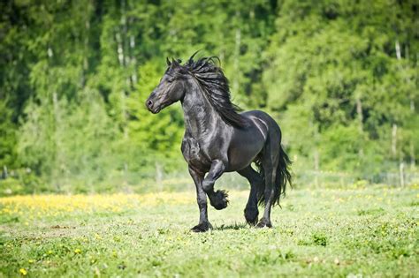 Friesian Horse Breed Guide: Characteristics, Health & Nutrition | Mad Barn