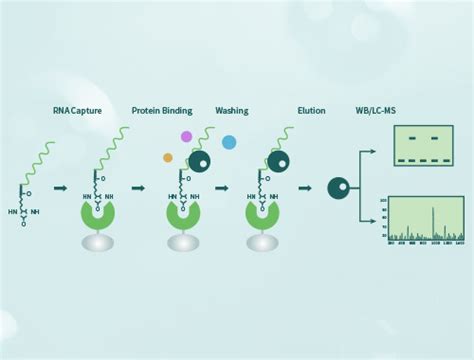 RNApulldown实验服务|rna二抗检测试剂盒 - 金开瑞