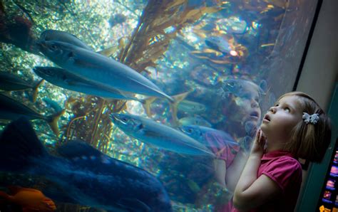 Birch Aquarium At Scripps Institution Of Oceanography - Weber Design Labs