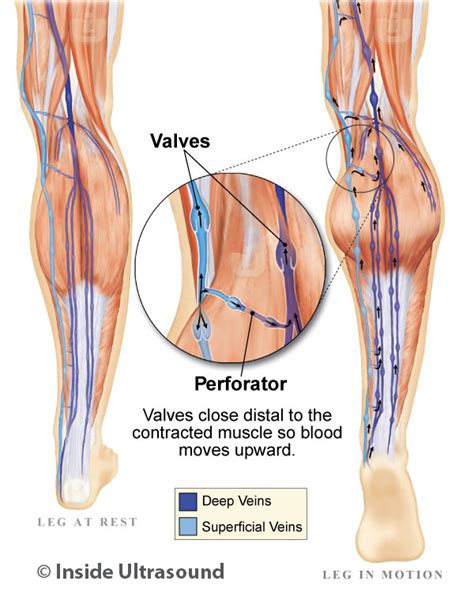 Function Of Venous Valves