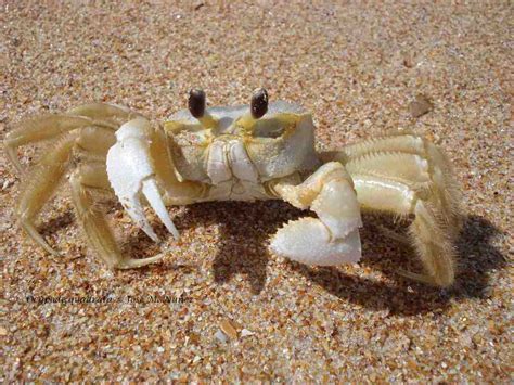 Types of Crabs: Learn all about the different crabs species.