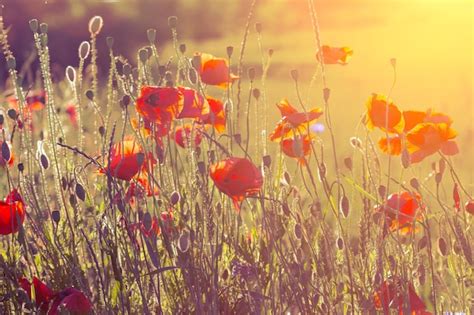 Premium Photo | Poppy field