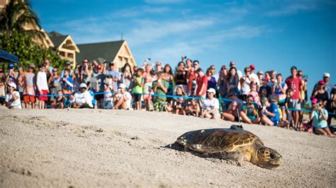 Disney’s Vero Beach Resort’s Annual Tour de Turtles Event