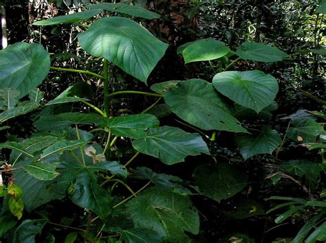 Top 3 Dangerous Jungle Plants - Earth.com - Earthpedia