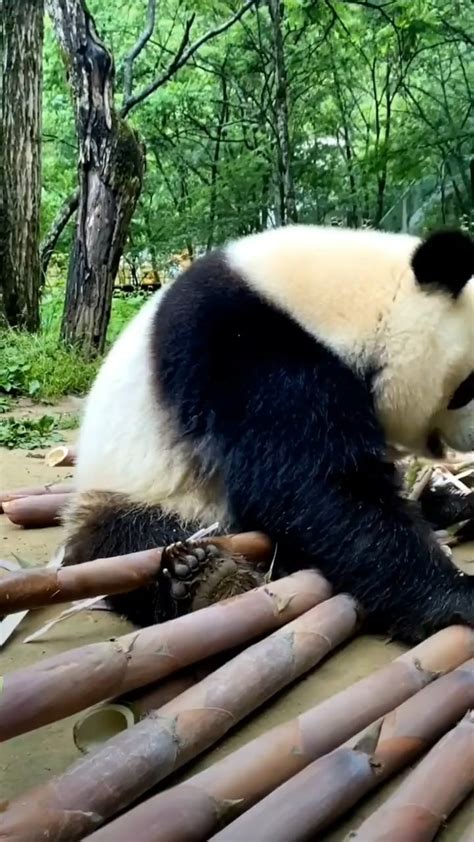 Panda eating Bamboo : r/oddlysatisfying