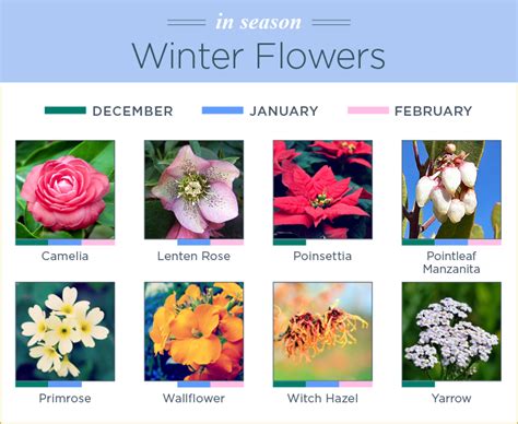 Winter Flowers Name List - G4rden Plant