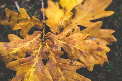 Maple Leaf on Brown Wooden Parquet Flooring · Free Stock Photo