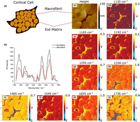 Chemically characterizing the cortical cell nano-structure of human ...