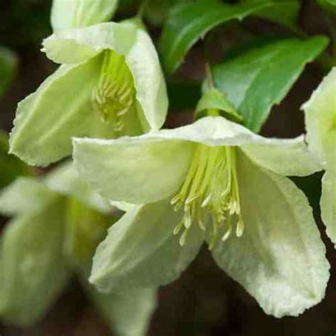 Best Winter Flowering Clematis - 5 of our favourite varieties