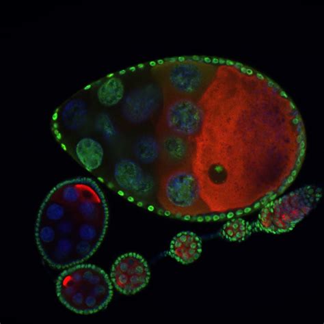 Research – Evolution and Development of Germ Cells