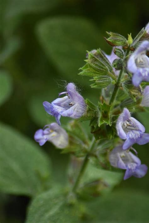 Sage (Salvia Officinalis) - Flowers Stock Photo - Image of salvia, echter: 270628658