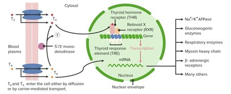 Thyroglobulin Structure