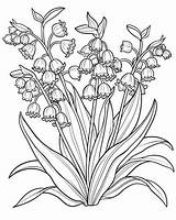 Lily Of The Valley Coloring Pages sketch template