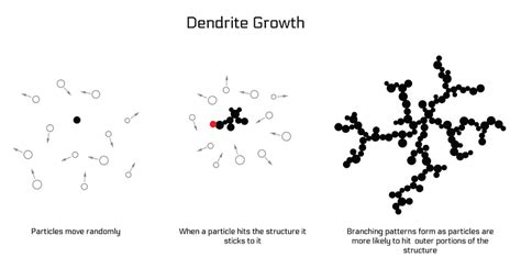 dendrite growth diagram - Nervous System