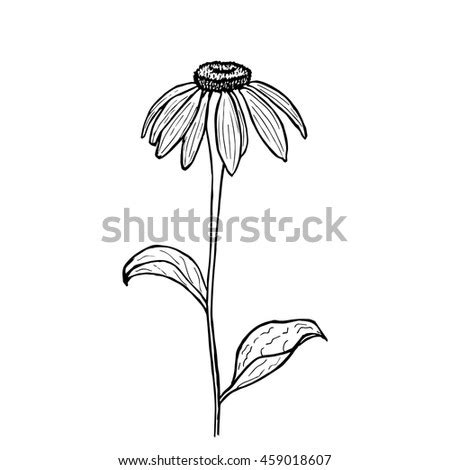 Echinacea Flower Sketch Hand Drawing Medicinal Stock Vector 447399268 ...