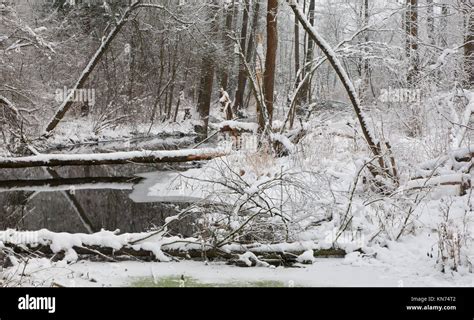 Riparian forest hi-res stock photography and images - Alamy