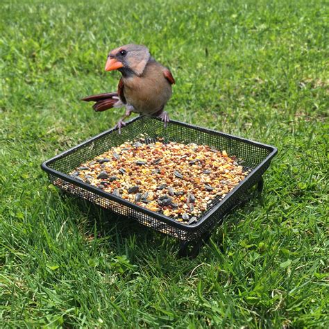 Ground Bird Feeder Tray for Feeding Birds that Feed Off the Ground ...