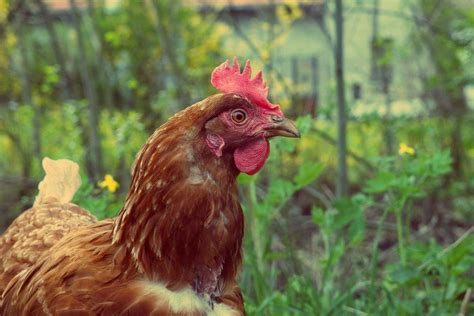 FREE IMAGE: Free Range Chicken | Libreshot Public Domain Photos