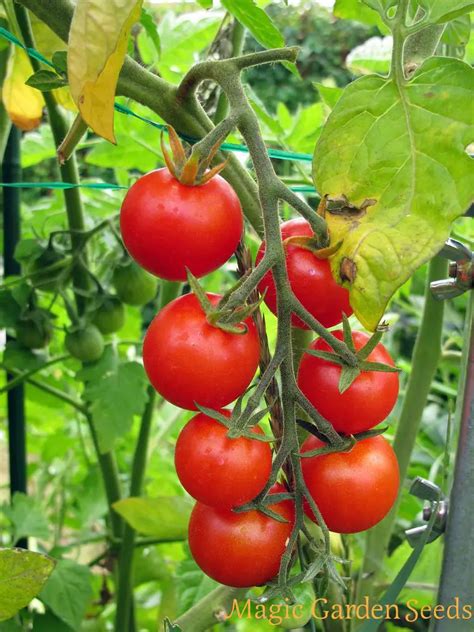 Tomate Solanum lycopersicum - Noticias De Jardim