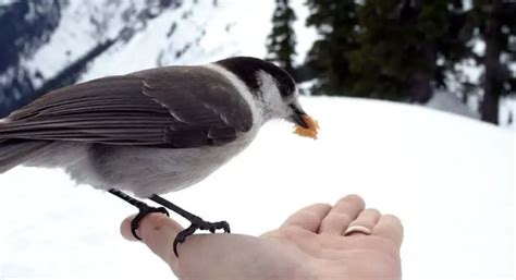 Camp robber bird: The Animals That Steal Your Lunch - Birds Coach