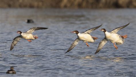 A Trio Of Common Mergansers In Flight – Feathered Photography