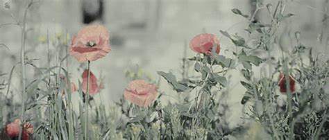 Flowers blowing in the wind outdoors nature flowers animated gif Aesthetic Painting, Aesthetic ...