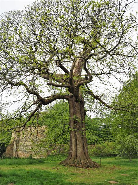 Sweet chestnut tree with new spring leaves – Thoughts of Dawn | Sweet ...