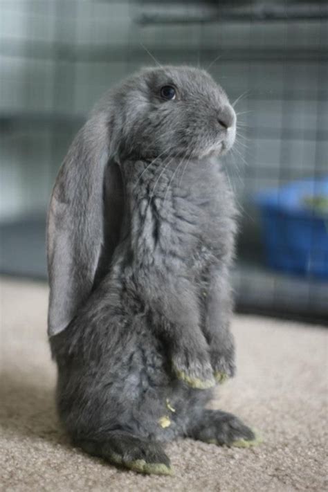 Very long-eared bunny. | Bruce | Pinterest