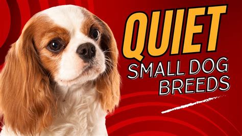 Top 7 Quiet Small Dog Breeds Perfect for Apartment Living Dogs 101 - YouTube