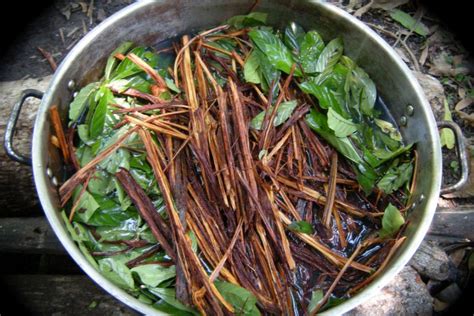 Ayahuasca, a psychedelic drink made from Amazonian plants, may help ...