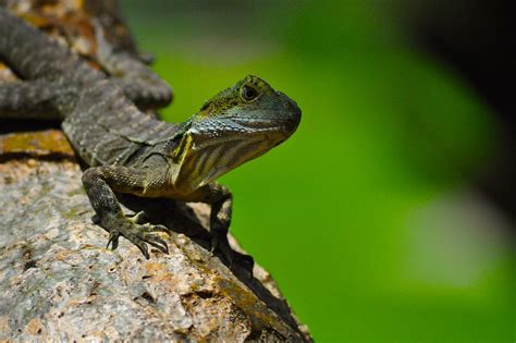 Free photo: Eastern Water Dragon, Lizard - Free Image on Pixabay - 164199