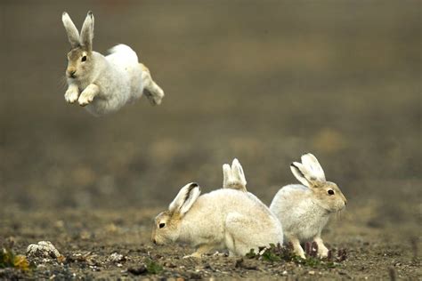 Young Arctic Hares ~ Fred Lemire | Arctic hare, Cute bunny, Hare